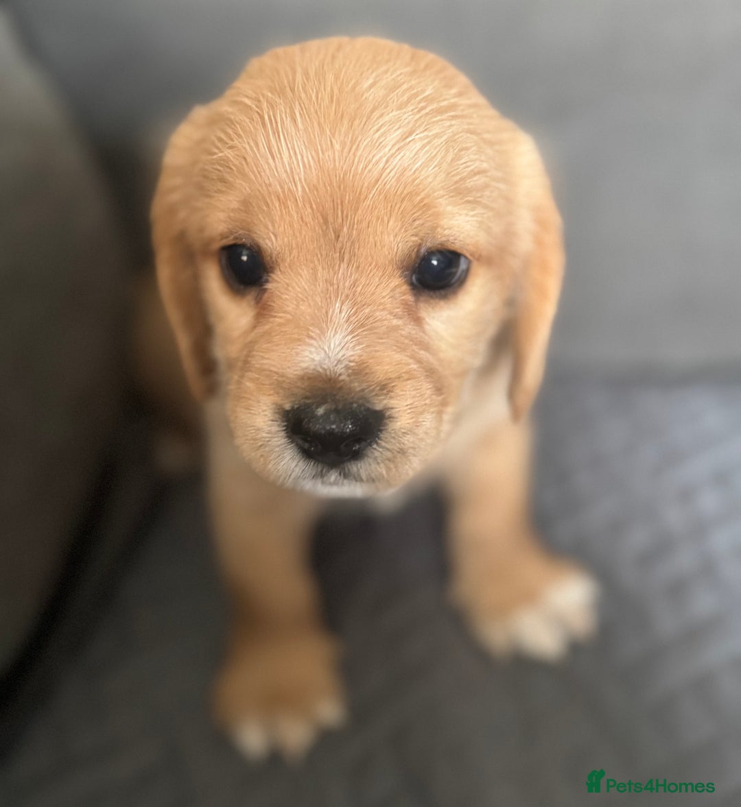 Mixed Breed dogs for sale: 7 gorgeous Cockalier puppies for sale  - Image 7