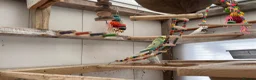 Budgerigars birds for sale: Budgies for sale  in Poole - Advert 5