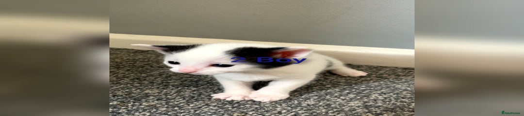 Mixed Breed Kitten 2