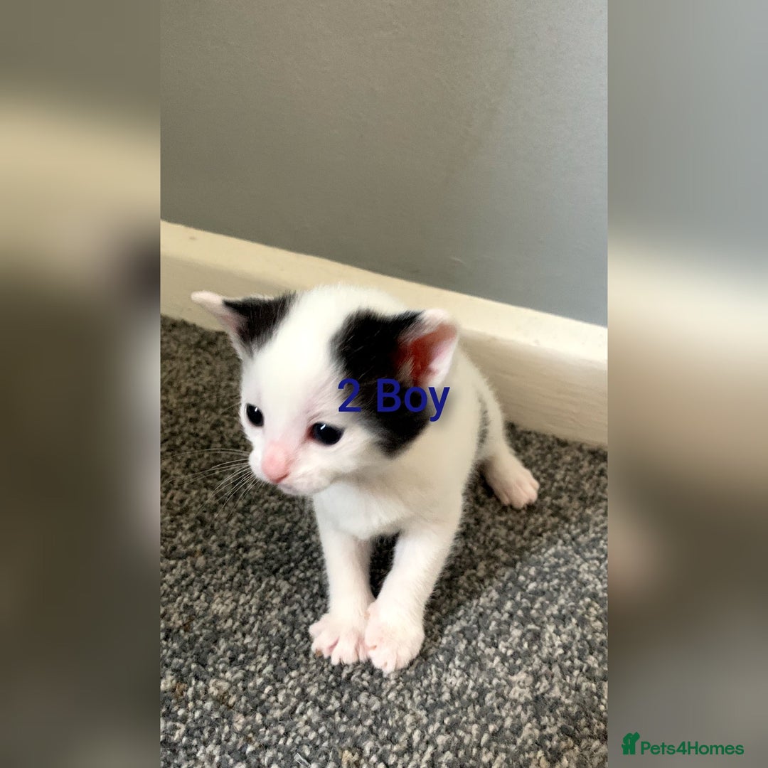 Mixed Breed cats for sale: 5 Adorable Kittens (Ready To Leave 11th October) - Image 3