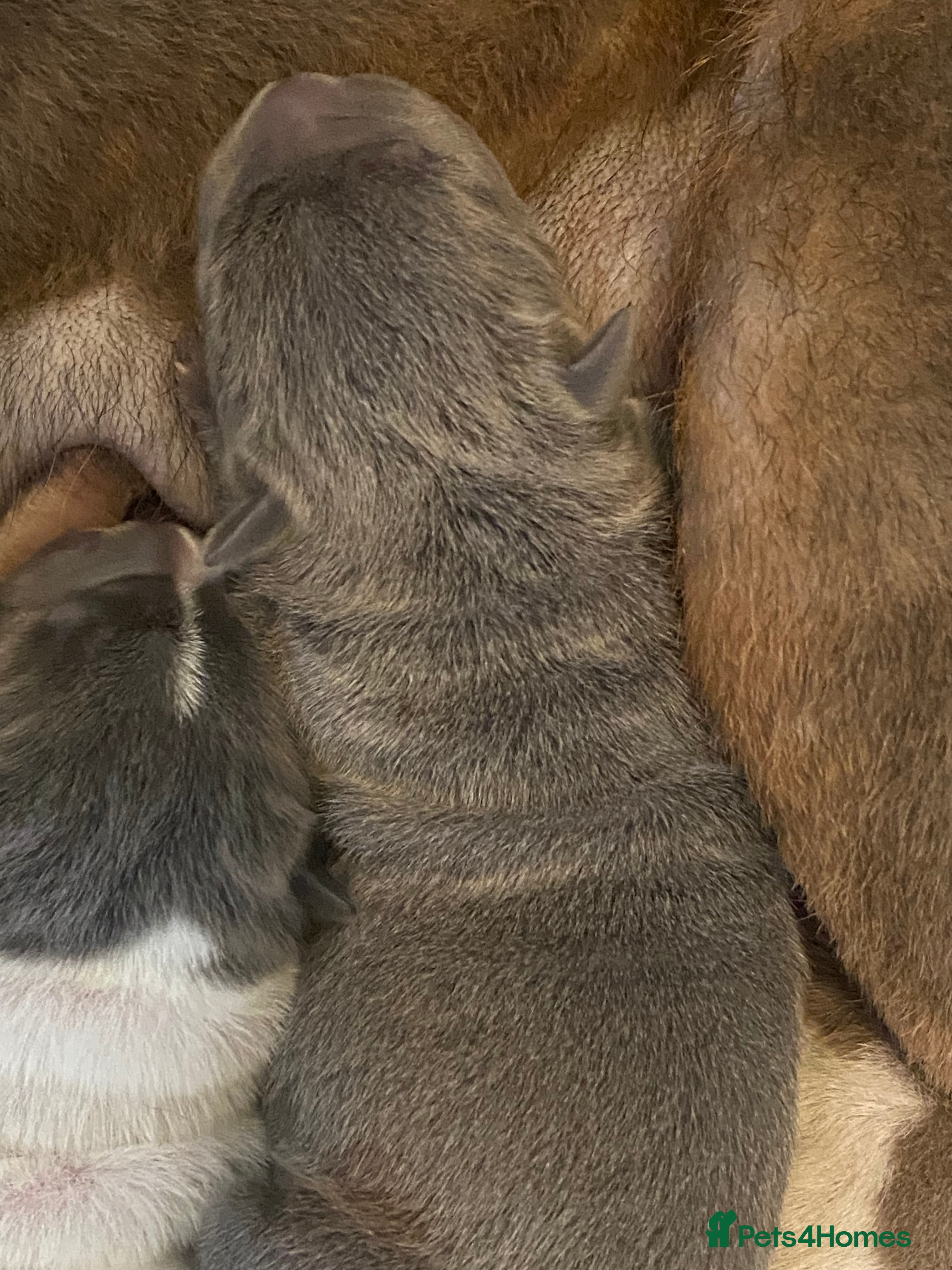 Shar Pei dogs for sale: Beautiful shar pei puppies - Advert 1