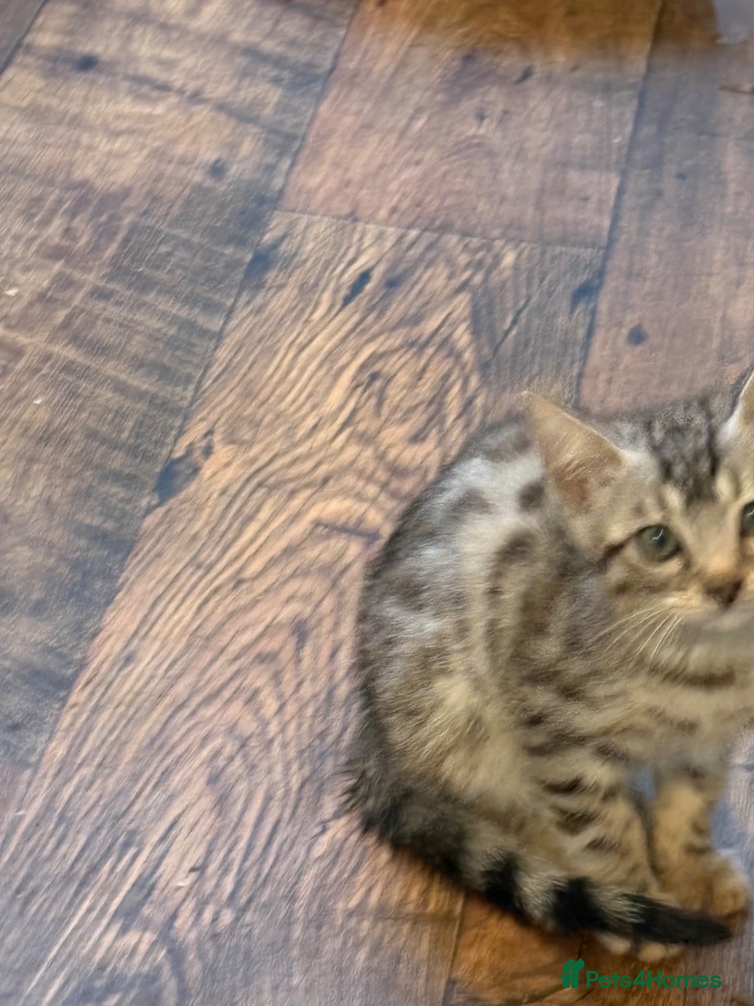 Bengal cats for sale: Registered Silver Spotted Bengal - Advert 7