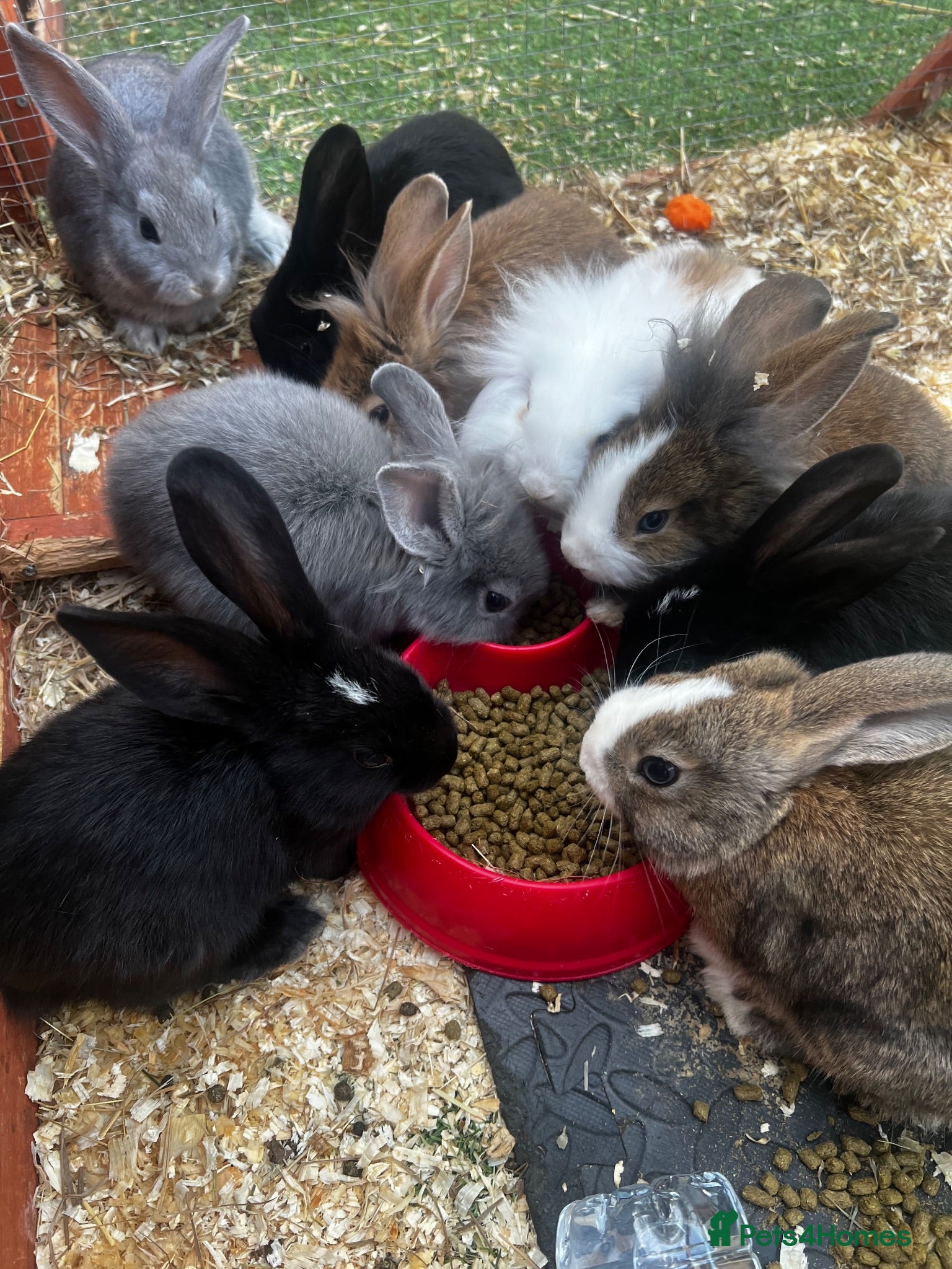 Lionhead rabbits READY NOW  Bouncing Beautiful lion heads  - Advert 2