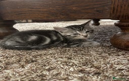 Mixed Breed cats for sale: Beautiful Kittens inc Ginger Girl - Image 8