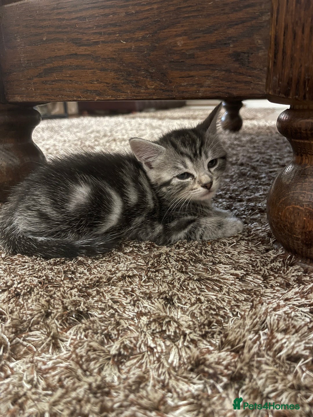 Mixed Breed cats for sale: Beautiful Kittens inc Ginger Girl - Image 8