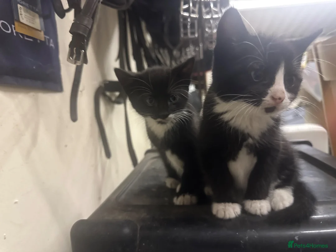 Mixed Breed cats for sale: Lovable kittens ready for their new home  in Ringwood - Advert 5