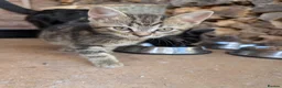 Mixed Breed cats for sale: 1x mixed breed male tabby kitten - Advert 4