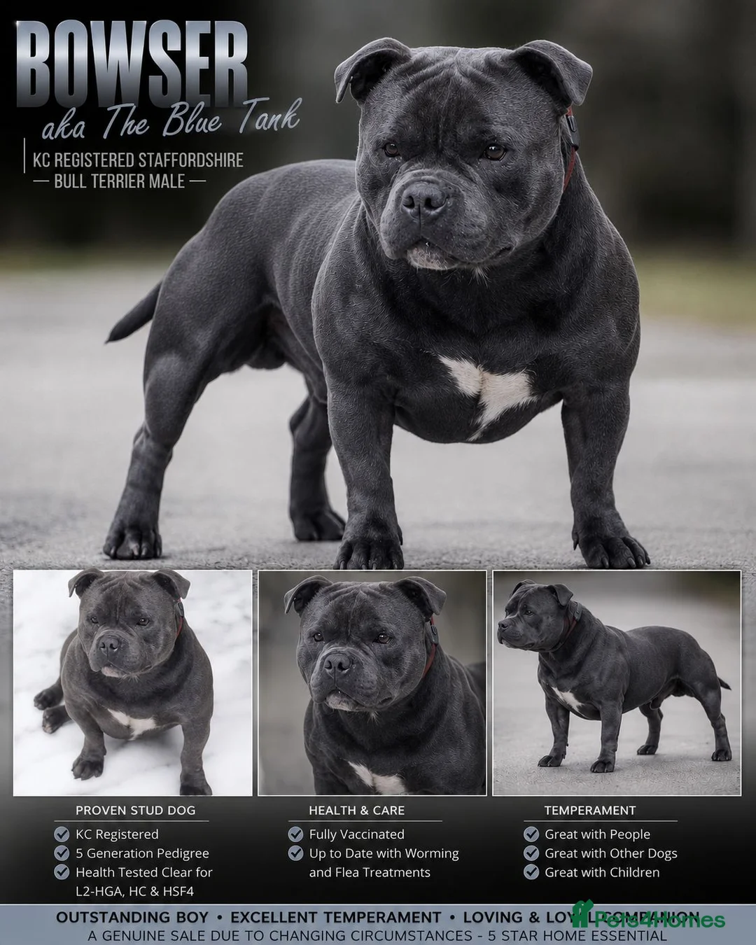 Staffordshire Bull Terrier dogs for sale: Bowser - Blue Staffy Male For Sale - Advert 2