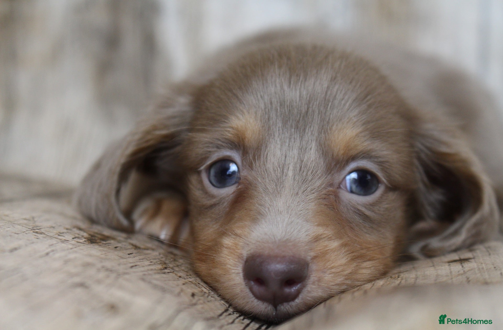 Miniature Dachshund dogs Exceptional Champion CK ML Dachshund Puppies  - Advert 2