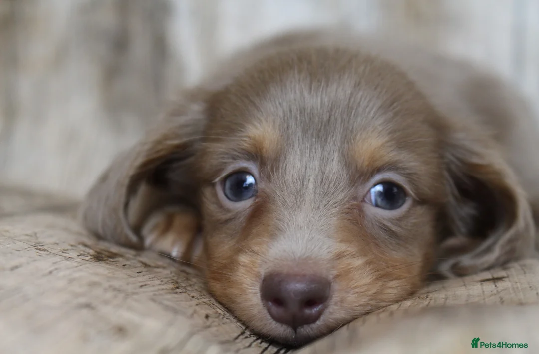Miniature Dachshund dogs for sale: Exceptional Champion CK ML Dachshund Puppies  - Advert 1