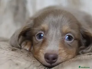 Miniature Dachshund dogs Exceptional Champion CK ML Dachshund Puppies - Advert 16