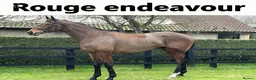 Irish Thoroughbred horses for sale: Rouge Endeavour - Quality on a budget  - Advert 5