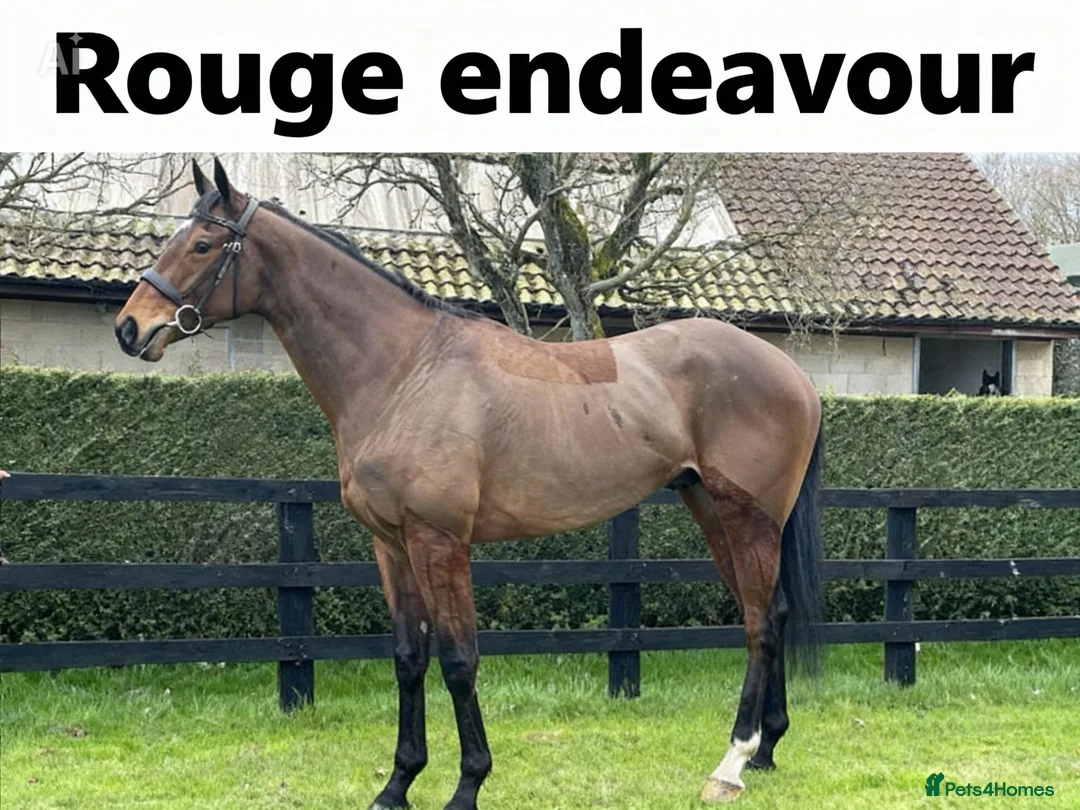 Irish Thoroughbred horses for sale: Rouge Endeavour - Quality on a budget  - Advert 5