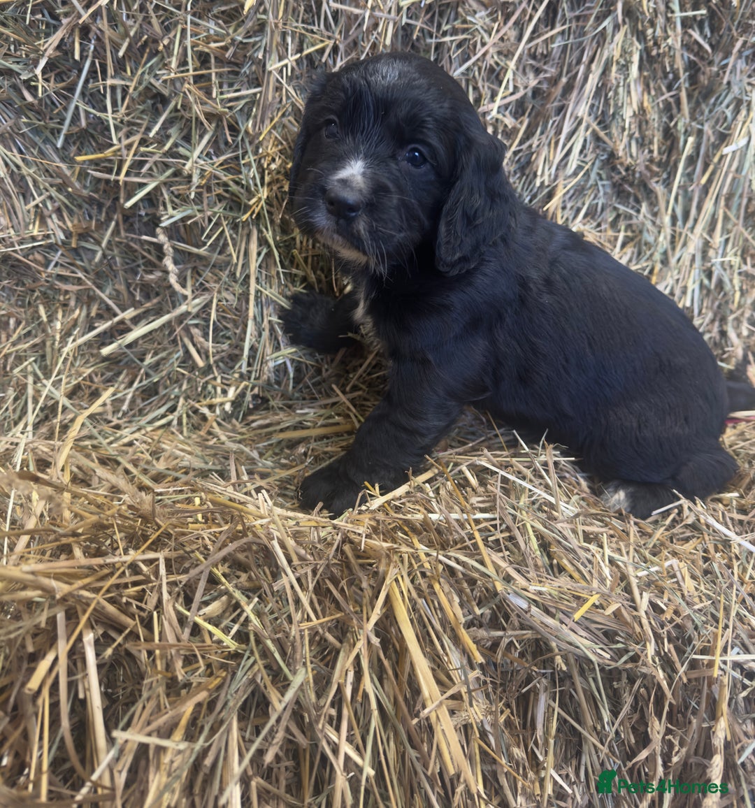 Cocker Spaniel dogs for sale: Health Tested Clear KC Registered Working Cockers - Advert 17