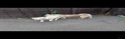 Akita dogs for sale: Rehoming two dogs – Akita Inu & Akita Shiba - Advert 7