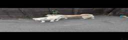 Akita dogs for sale: Rehoming two dogs – Akita Inu & Akita Shiba - Advert 7