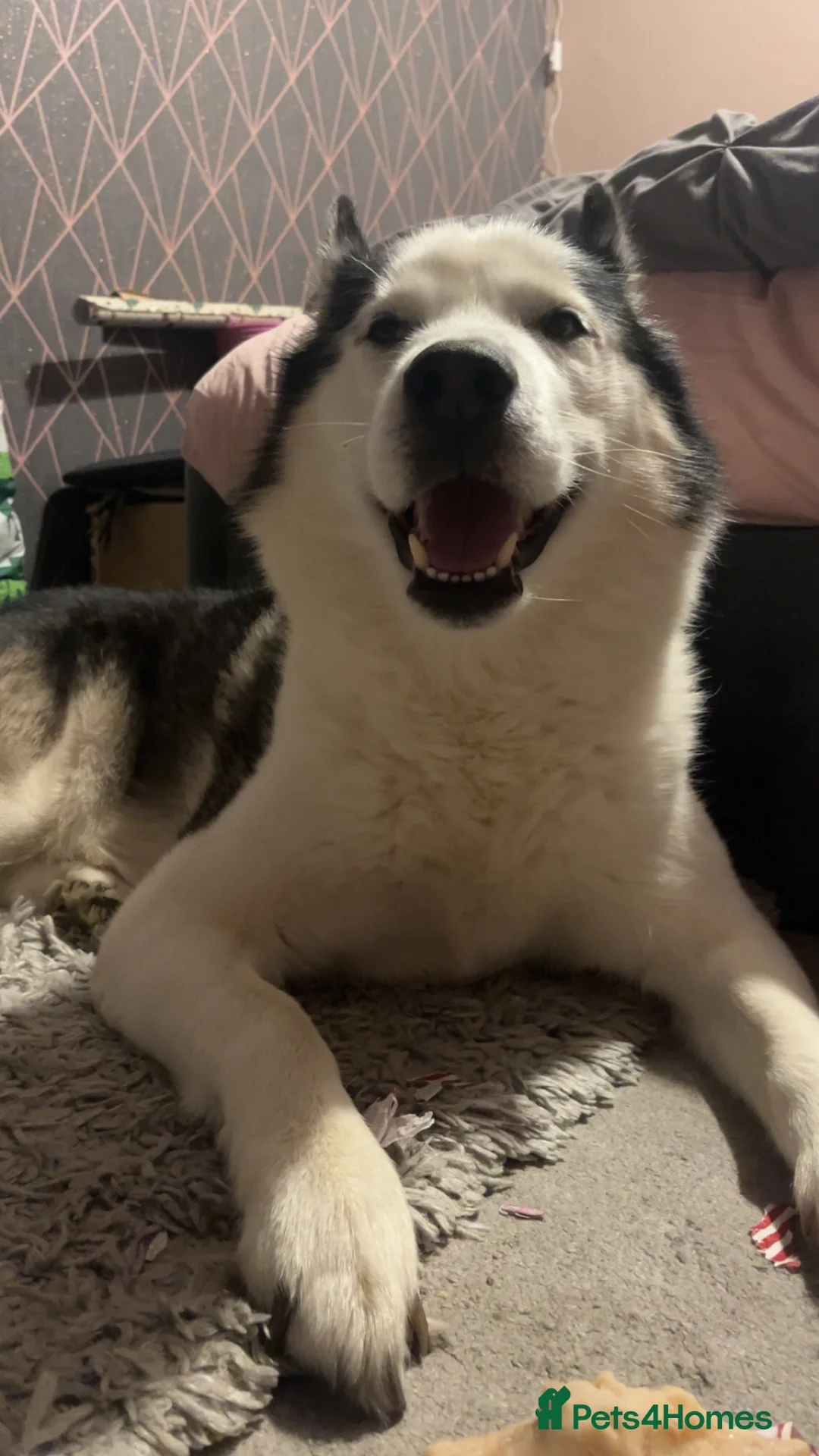 Siberian Husky dogs for stud: Husky for stud  - Advert 5