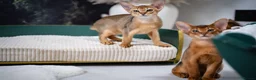 Abyssinian cats for sale: Stunning Wild Ruddy Abyssinian|TICA|Super friendly - Advert 28