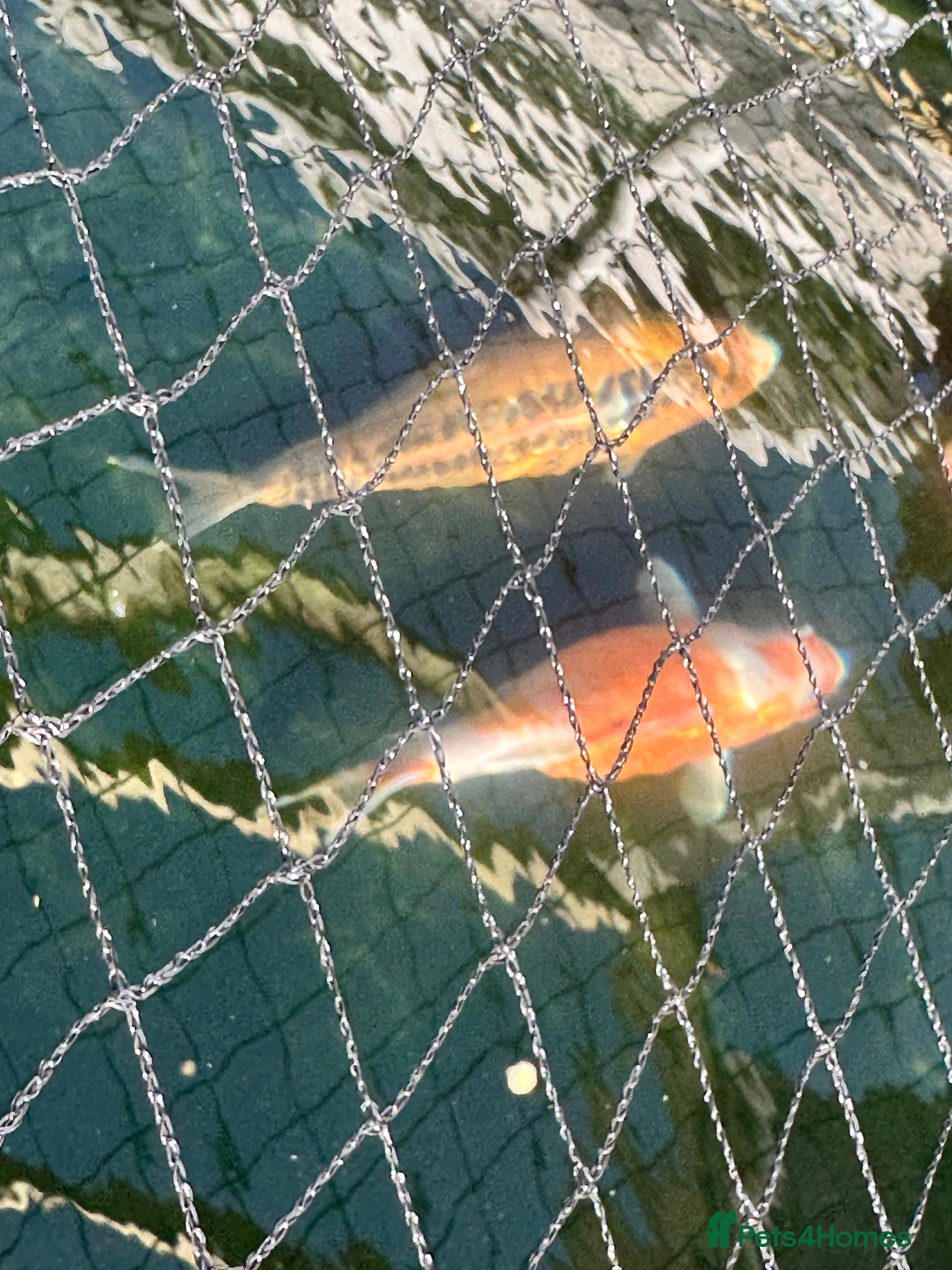 Koi Carp fish Koi carp for sale  - Advert 3