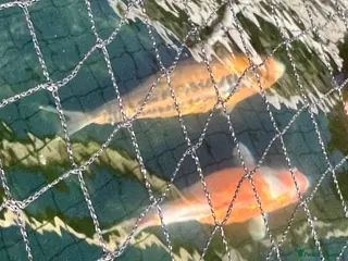 Koi Carp fish Koi carp for sale - Advert 3