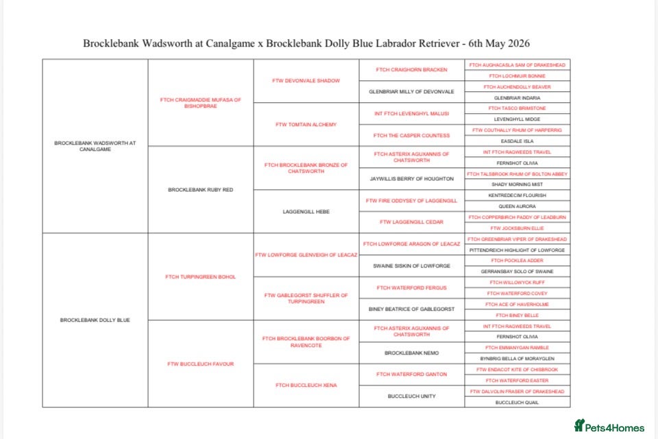 Labrador Retriever dogs Fantastic litter of Labradors due 6/5/27 - Advert 2