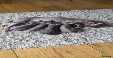 Sphynx cats - Advert 2