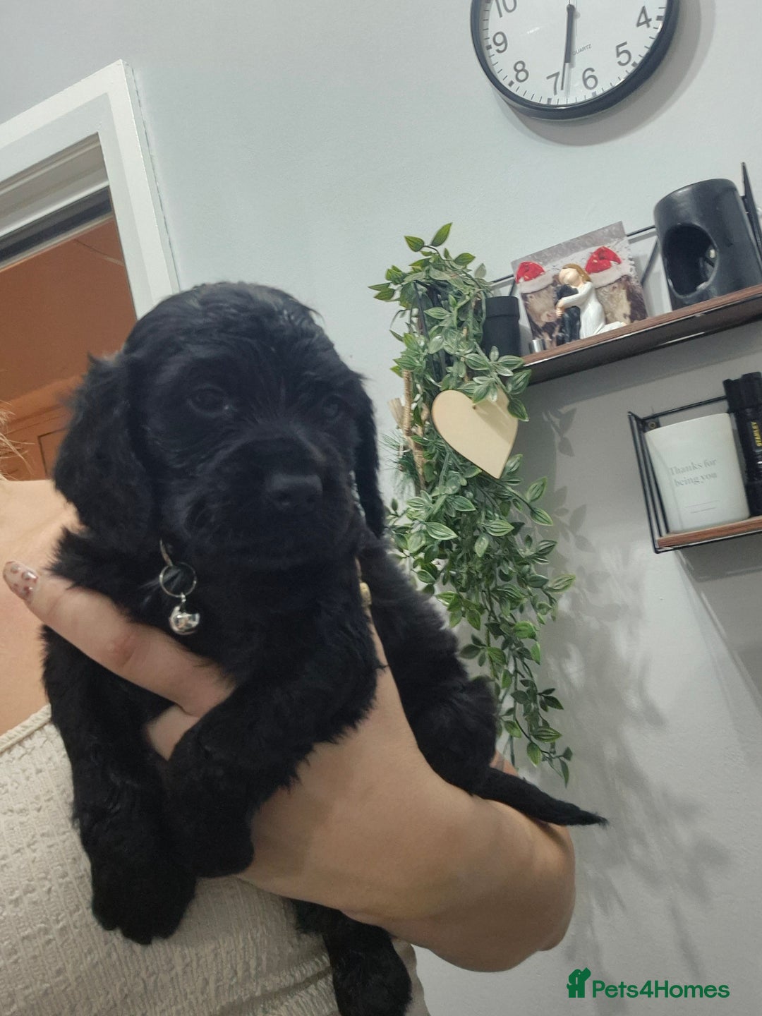 Cocker Spaniel dogs for sale: Working cocker pups - Advert 11