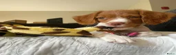 Brittany Spaniel dogs for sale: A Noble Breed with a Loving Heart-Brittany Spaniel in Bournemouth - Advert 4