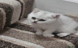 British Shorthair cats for sale: 4 British Short-hair kittens ready for new home💓 - Image 16