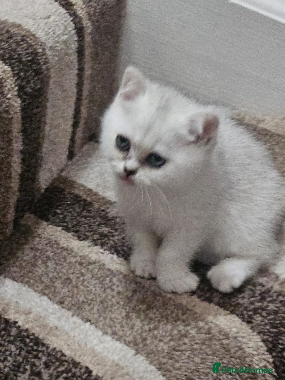 British Shorthair cats for sale: 4 British Short-hair kittens ready for new home💓 - Image 16