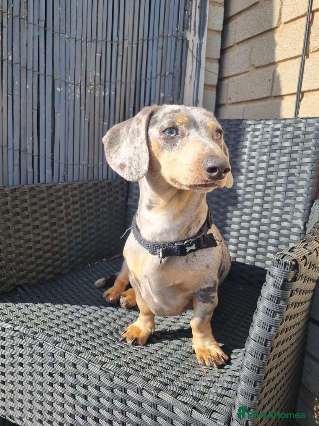 Dachshund dogs for sale: Ready now, last 3 Dachshund Puppies - Image 13