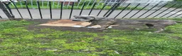 Cane Corso dogs for sale: ATHENA - Advert 19