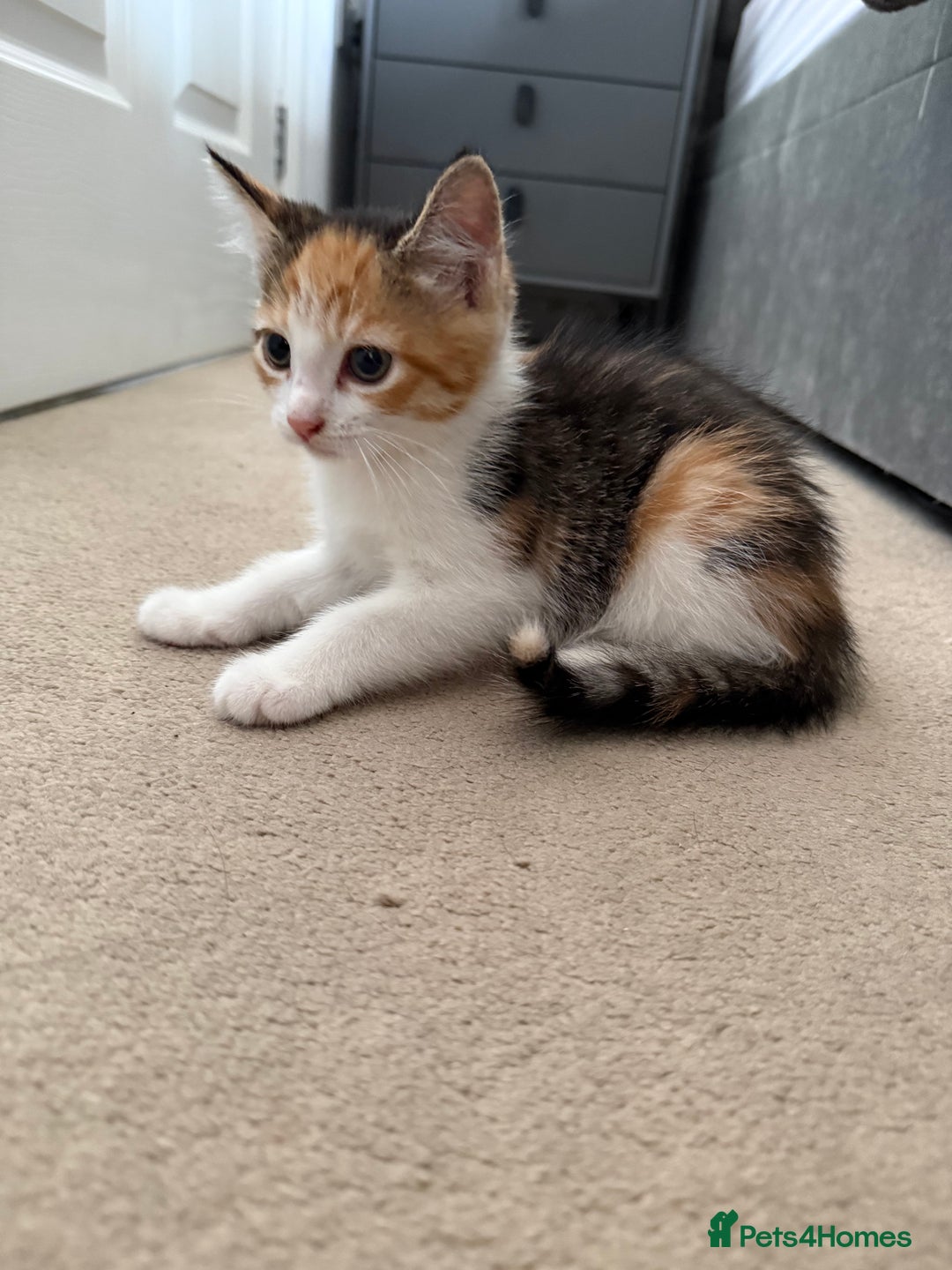 European cats for sale: Kittens - Image 2