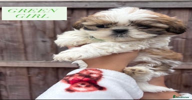 Shih Tzu dogs - Advert 9