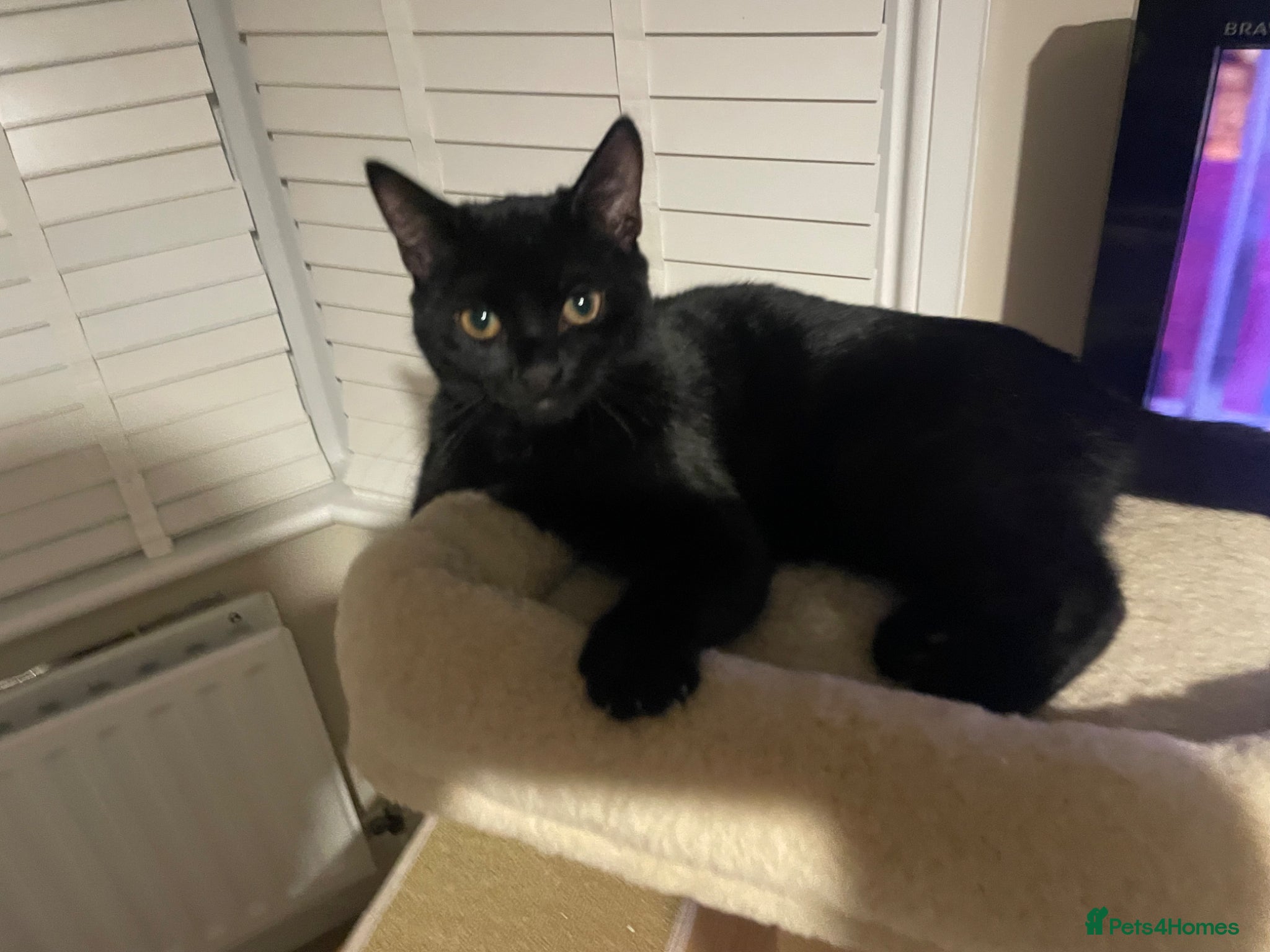 Mixed Breed cats Cross Asian kitten - Advert 2