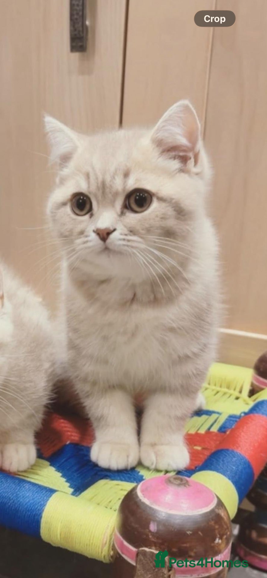 British Shorthair cats ONLY 1 LEFT, beautiful British short hai  - Advert 20