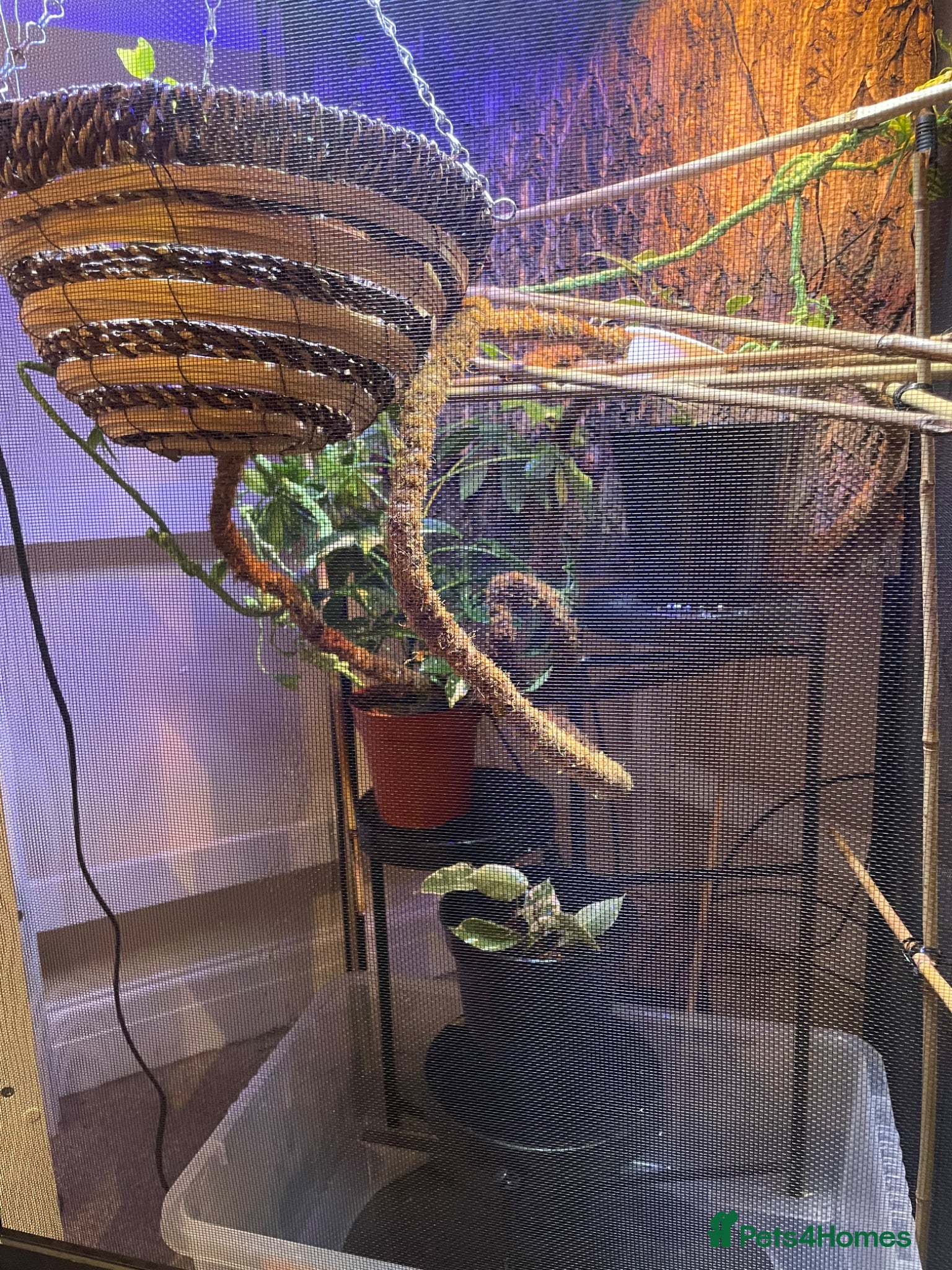 Chameleon reptiles for sale: Zoo Med. Reptibreeze Chameleon Enclosure (NO CHAM) - Advert 2