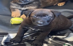 German Shepherd dogs for sale: German shepherd puppies  - Image 12