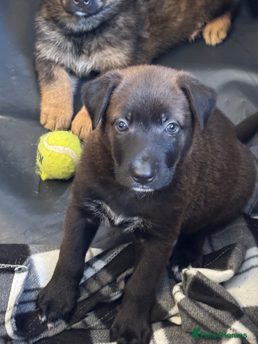 German Shepherd dogs for sale: German shepherd puppies  - Image 12