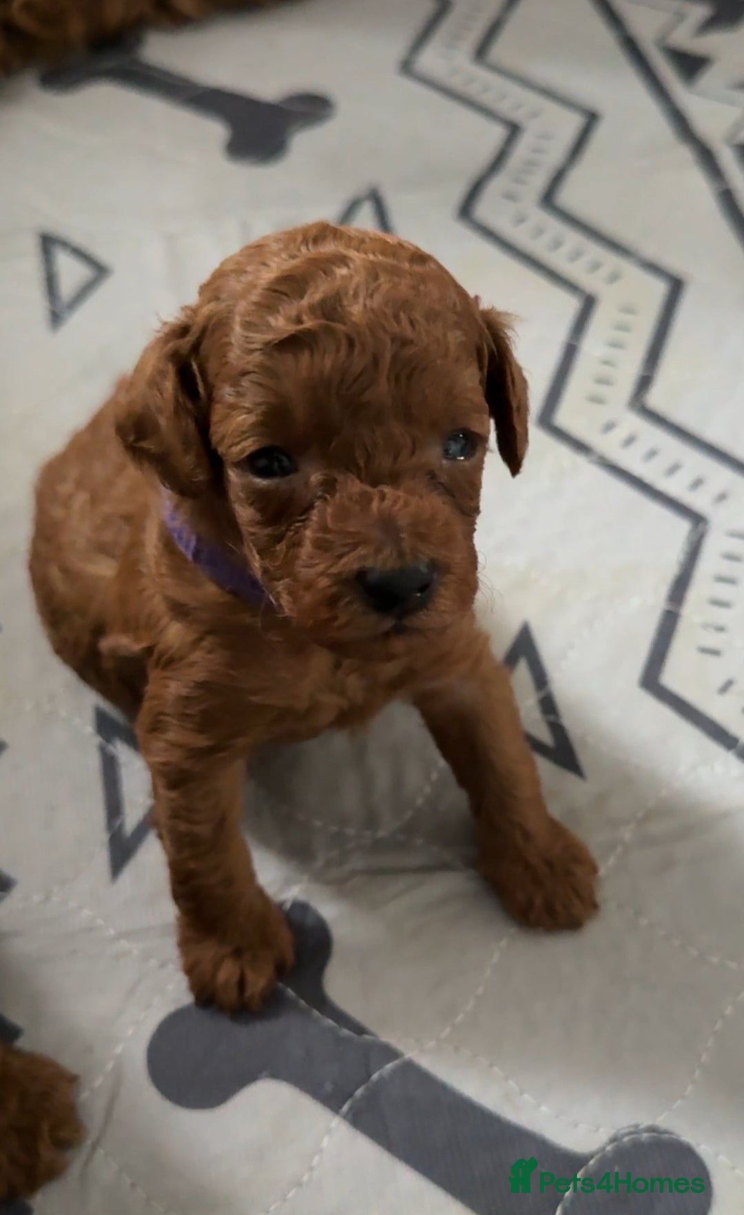Toy Poodle dogs for sale: 6 Exquisite Red Toy Poodles. Parents DNA Clear - Image 17