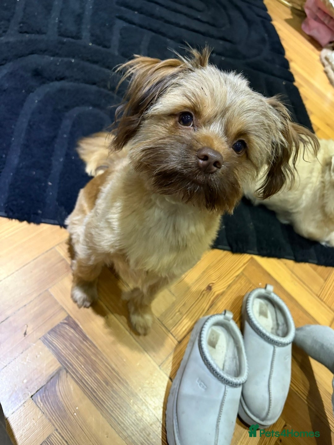 Shih Tzu dogs for sale: 1 year old- Beautiful Shih Tzu - Advert 2