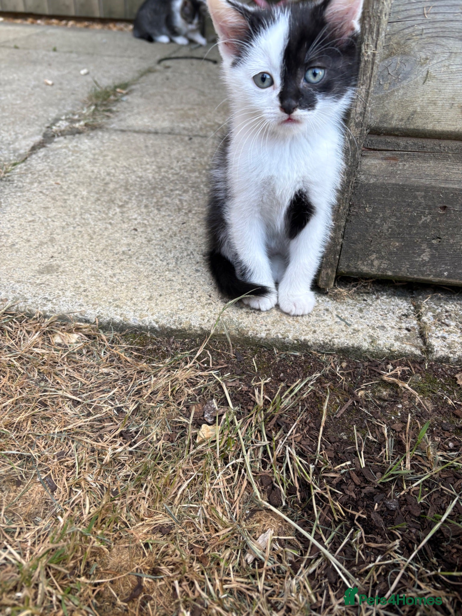Mixed Breed cats Lovely kittens for sale  - Advert 15