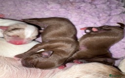 Chihuahua dogs for sale: 🐶 xxs Stunning pure chihuahua pups 🐶 - Image 14