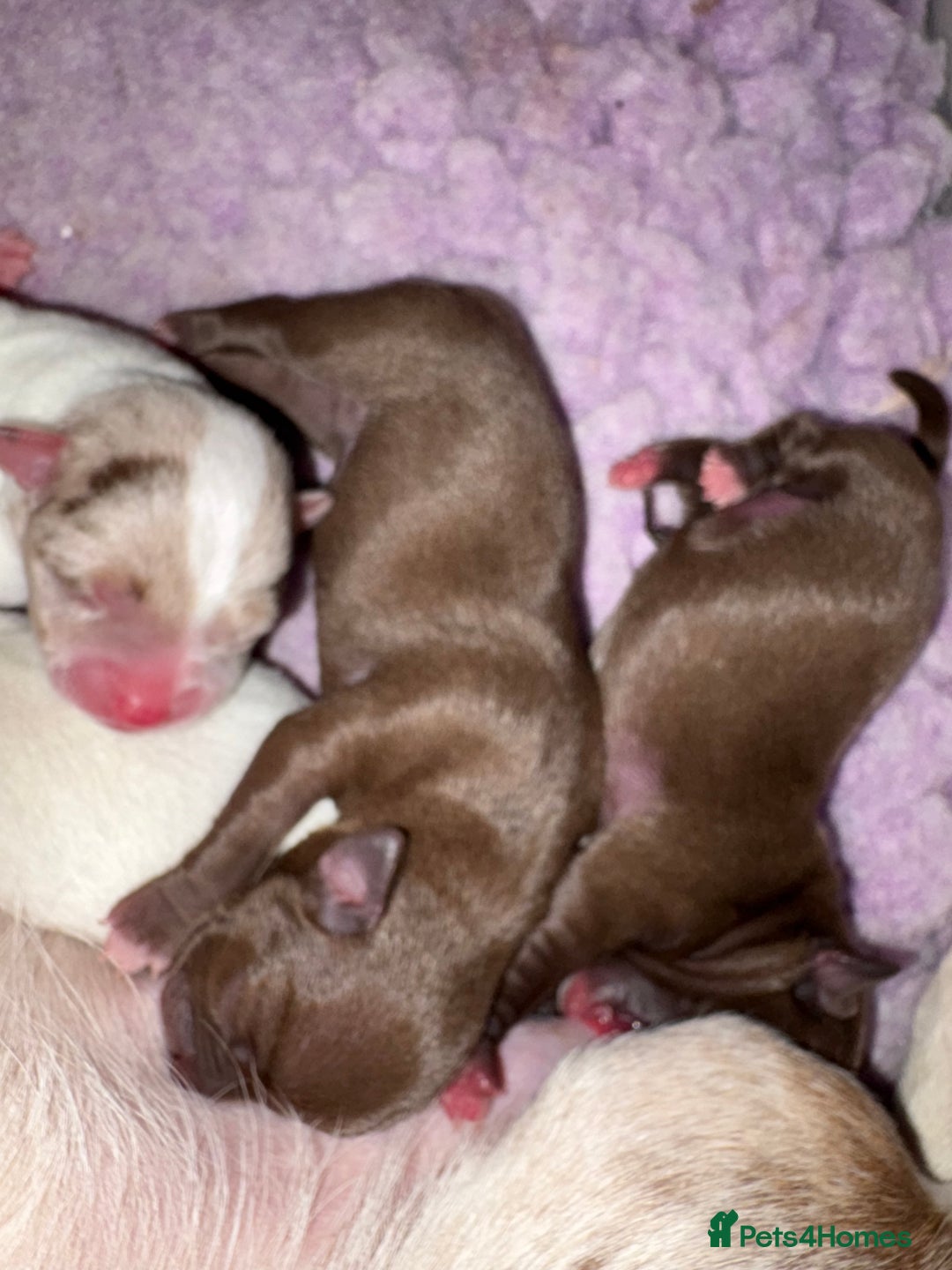 Chihuahua dogs for sale: 🐶 xxs Stunning pure chihuahua pups 🐶 - Image 14