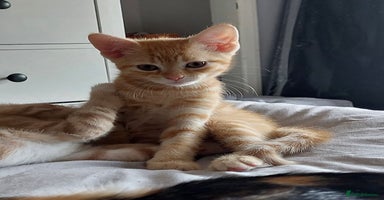 Mixed Breed cats - Advert 2