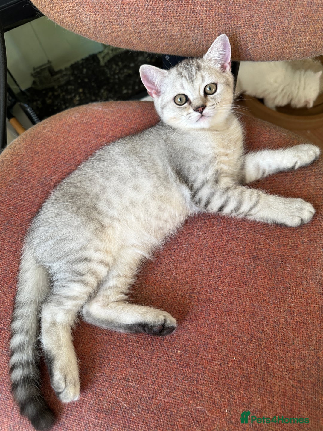 British Shorthair cats for sale: 5 Stunning British Shorthair - Image 19