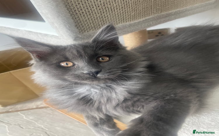 Maine Coon cats - Advert 16