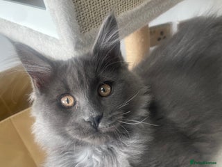 Maine Coon cats - Advert 29