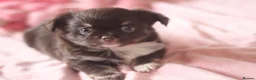 Chihuahua dogs for sale: Quality KC Registered chihuahua Boys  - Advert 13