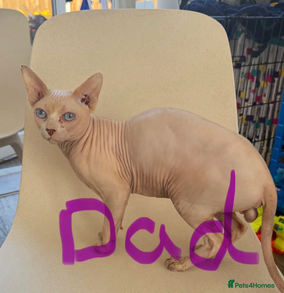 Sphynx cats for sale: Beautiful baby Sphynx  - Advert 14